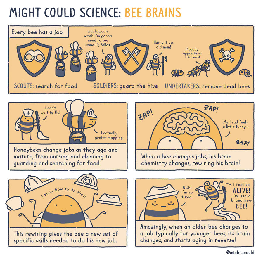 Might Could Science Bee Brains Might Could Studios