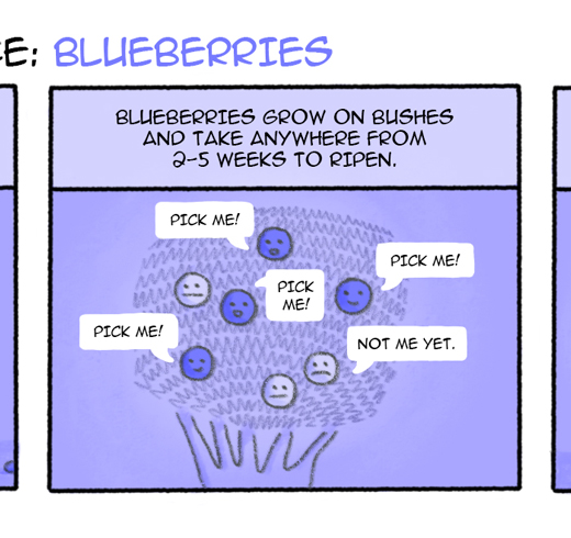 MC-blueberries-blog-3