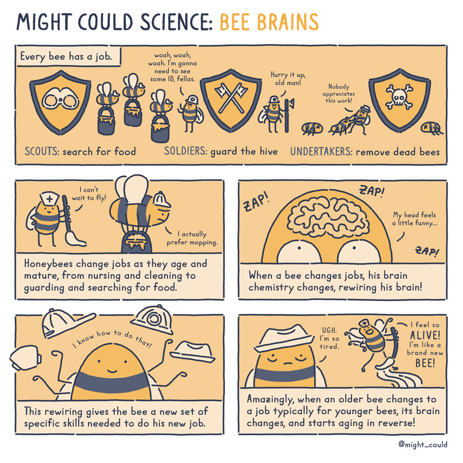 Might Could Science: Bee Brains. Christine Nishiyama, Might Could Studios